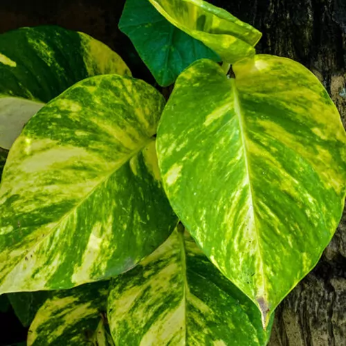 Epipremnum aurea