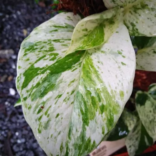Epipremnum Marble queen pothos