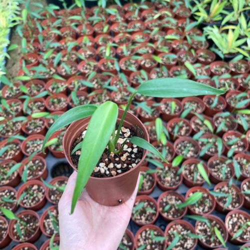 Monstera Burle Marx Flame Dilacerata