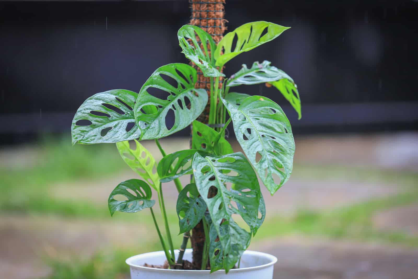 Monstera acuminata