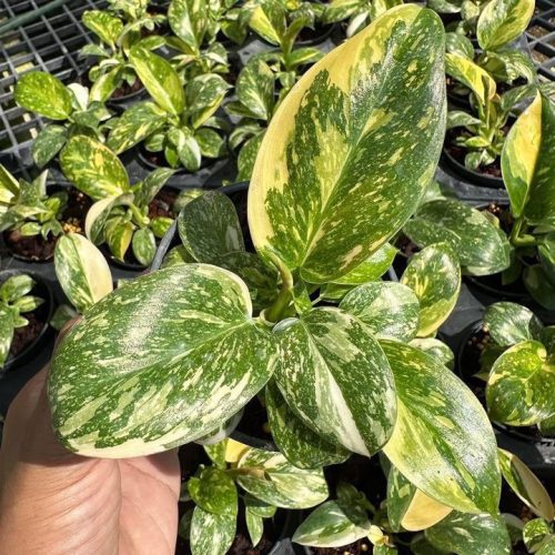 10 pots x Philodendron Green Congo Hybrid Variegated (3" pot)
