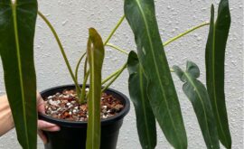 How to Grow and Care for Philodendron Spiritus-Sancti