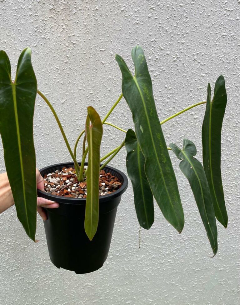 Philodendron-Spiritus-Sancti