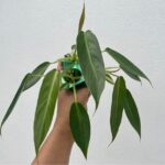 Philodendron Spiritus Sancti seedlings