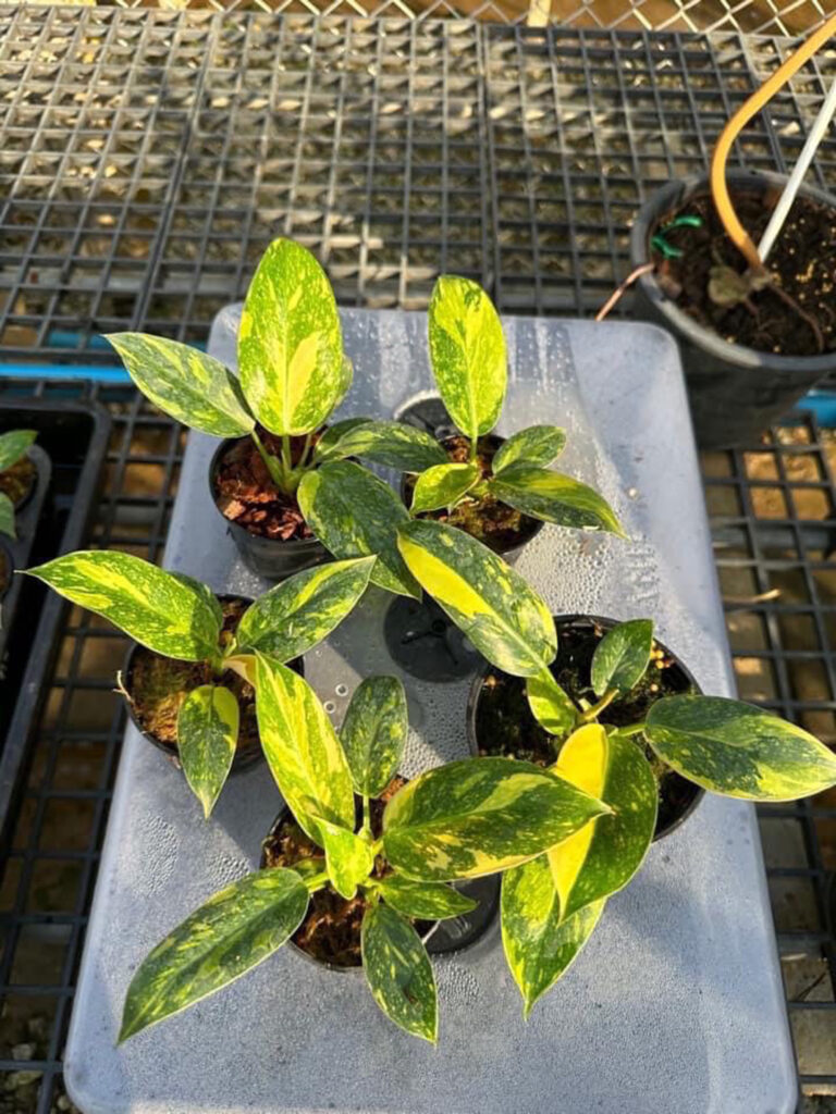 Philodendron Green Congo Hybrid Variegated 3" & 5" Pots Greenboog