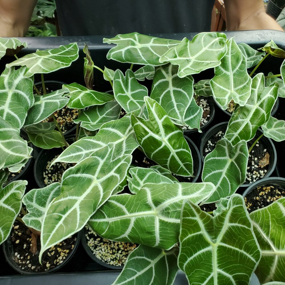 Alocasia Watsoniana