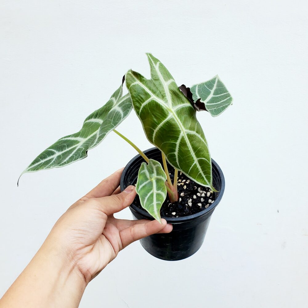 Alocasia Wasoniana