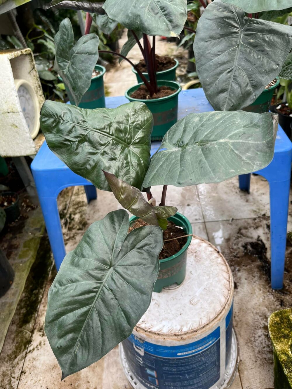 Alocasia Yucatan Princess