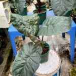 Alocasia Yucatan Princess