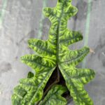 Alocasia jacklyn