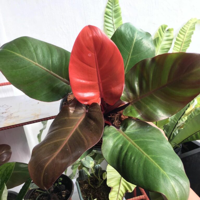 Philodendron cherry red