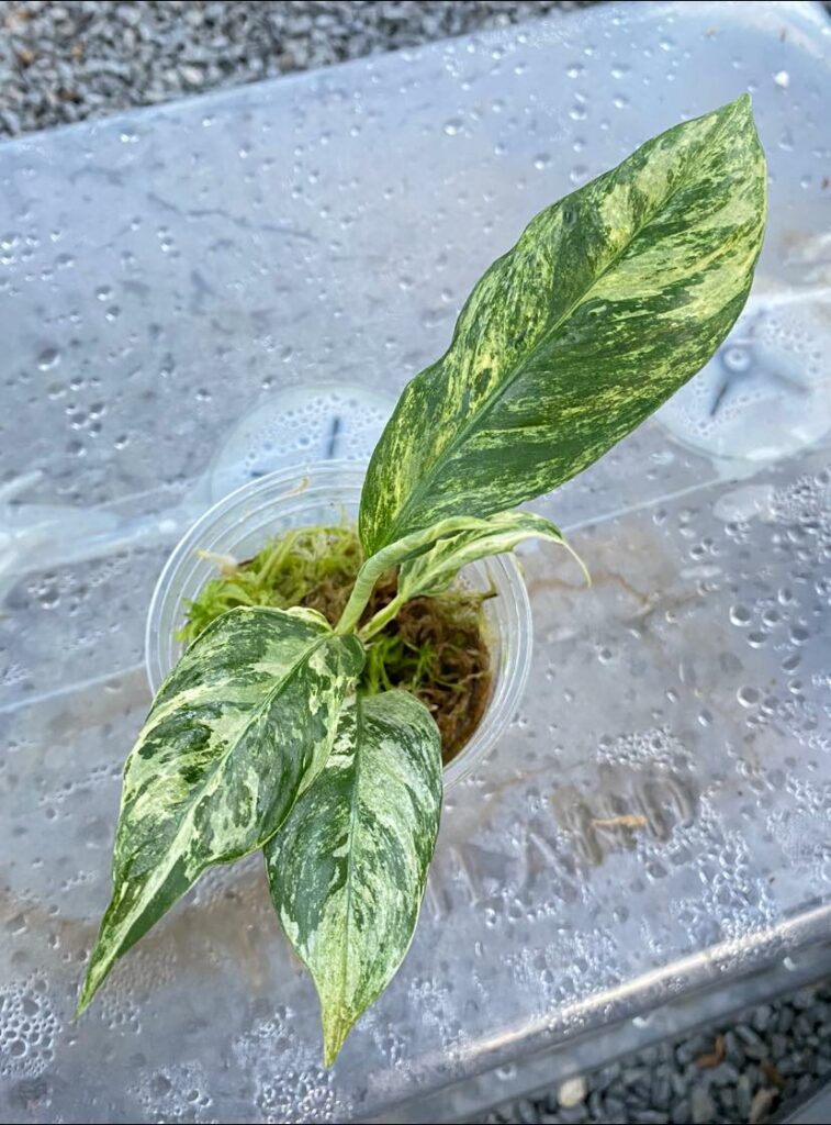 Epipremnum Puberula variegated