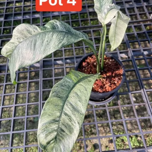 Epipremnum Giganteum Variegated