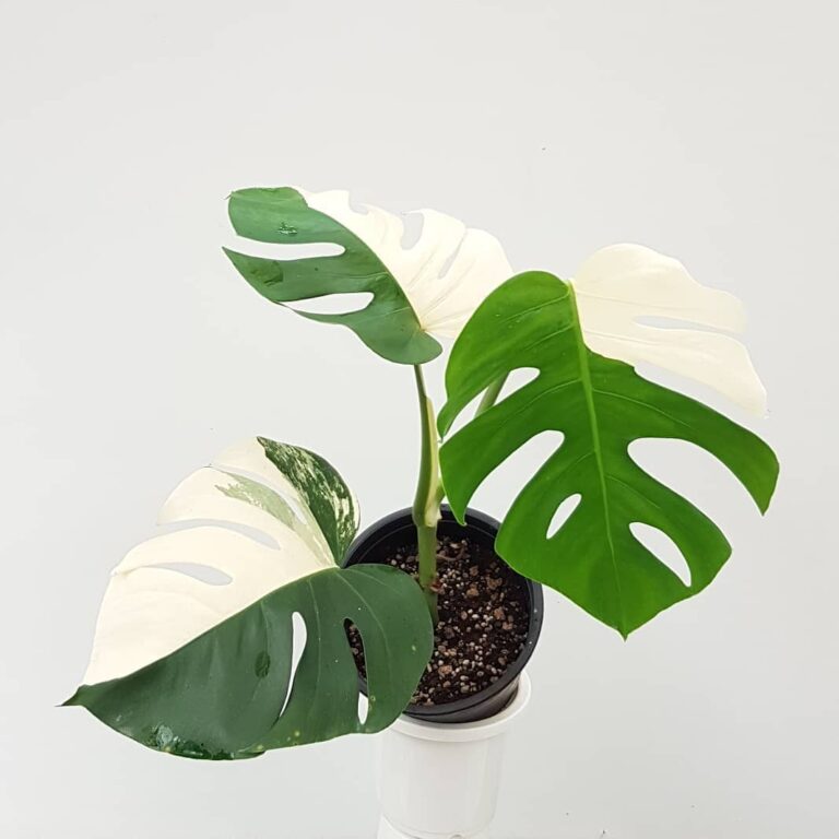 Monstera Deliciosa Borsigiana Albo Variegata