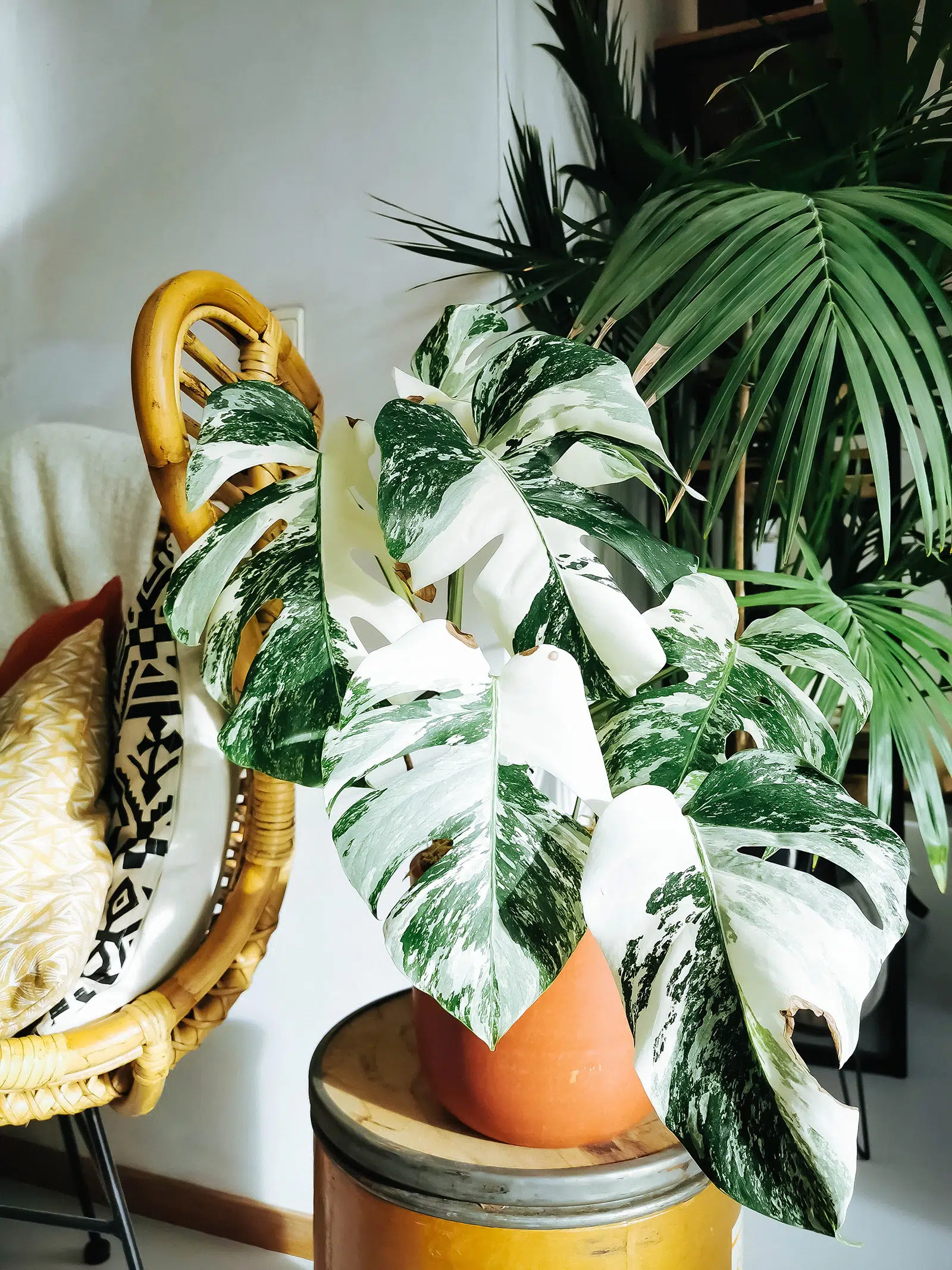 Monstera White Tiger vs Albo: What You Need to Know