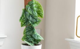 Monstera Dubia Care: A Complete Guide to Growing & Maintaining Your Plant