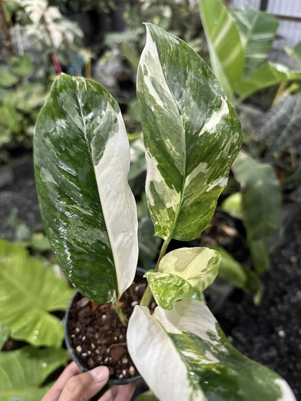 Monstera Lechleriana Variegated