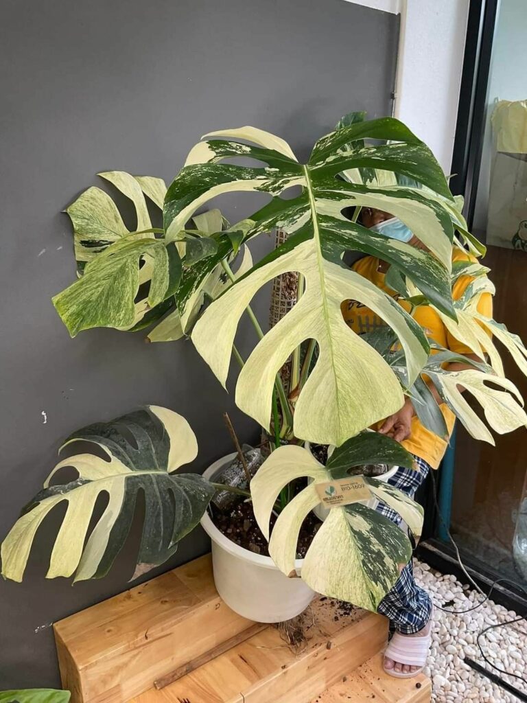 Monstera Mint Deliciosa Borsigiana Variegata