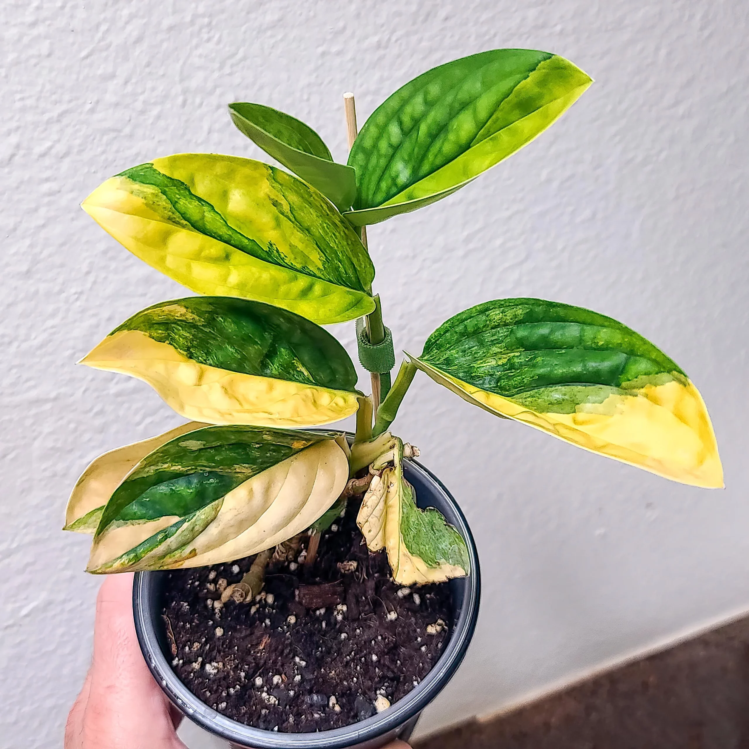 Monstera Peru variegated