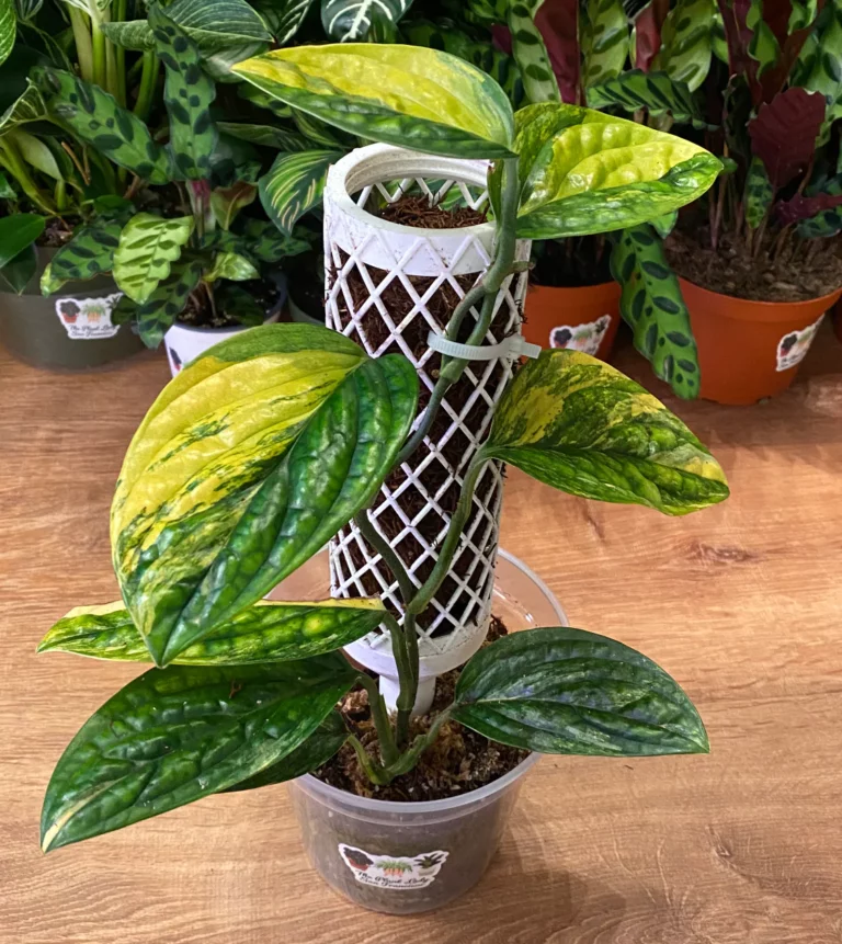 Monstera Peru Variegated