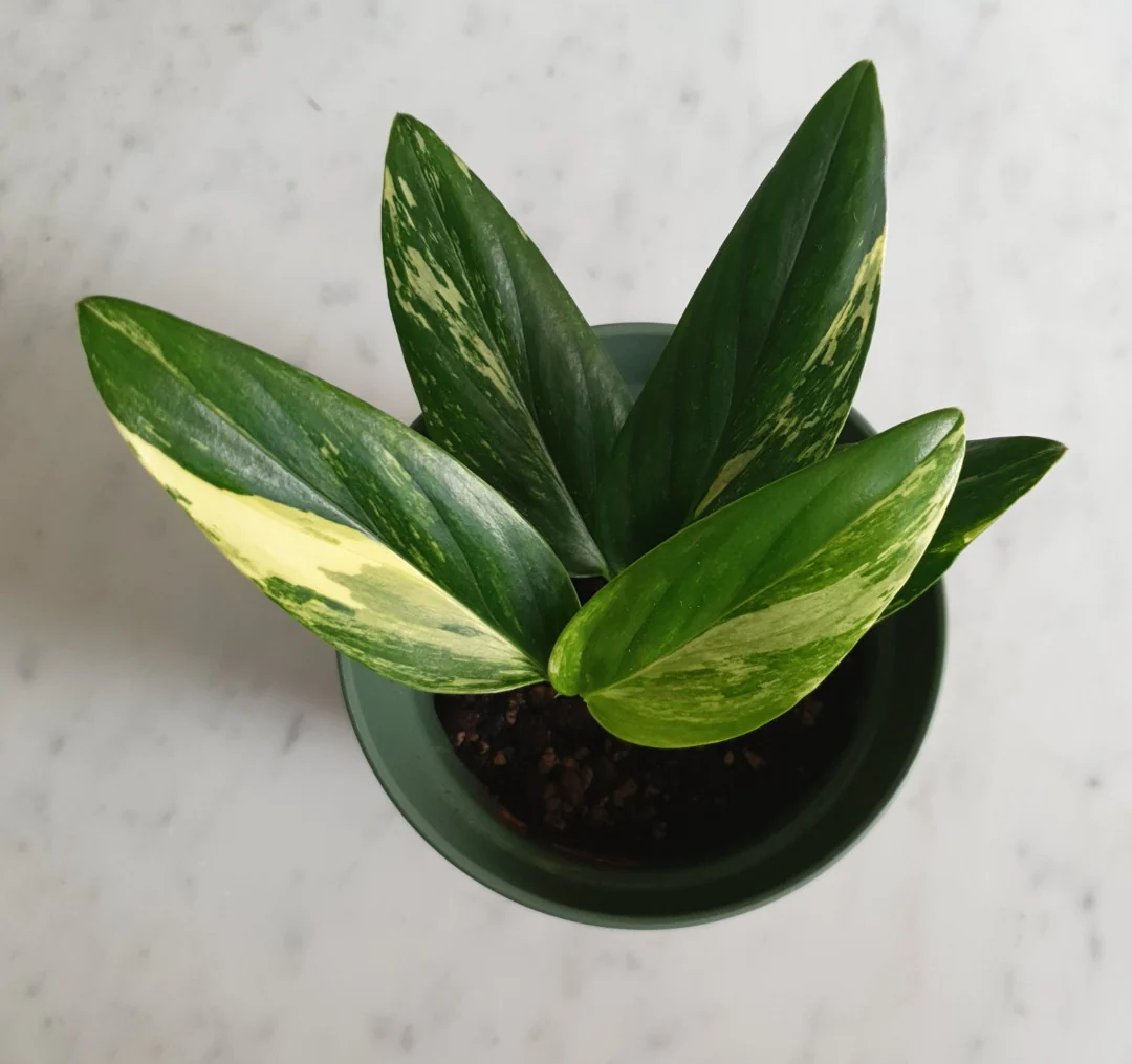 Monstera Standleyana Variegated