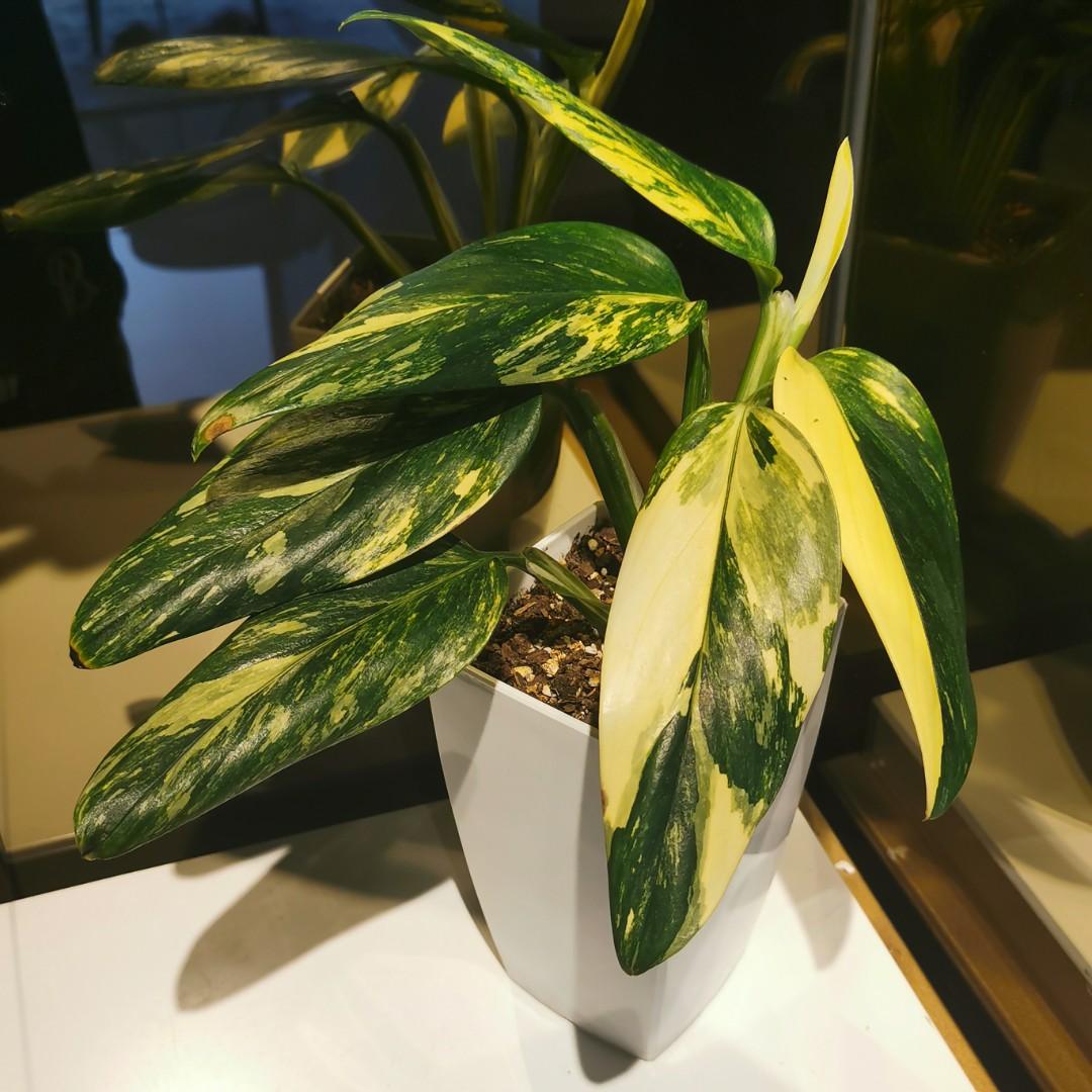 Monstera Standleyana Variegated