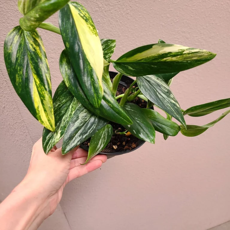 Monstera Standleyana Variegated