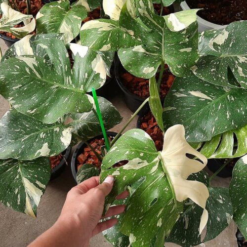 Monstera Thai Constellation