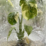 Monstera Thai constellation Creme brulee variegated