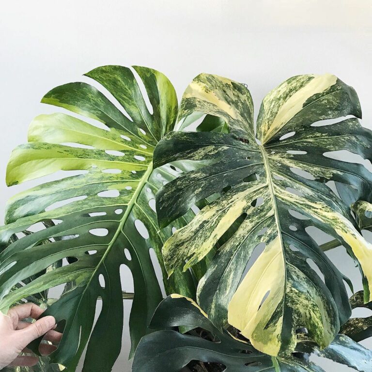 Mature Monstera Aurea with yellow marbled and sectoral variegation