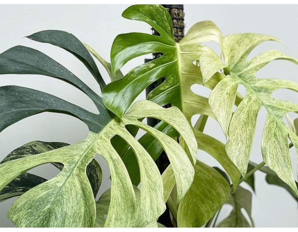 Monstera deliciosa mint variegated