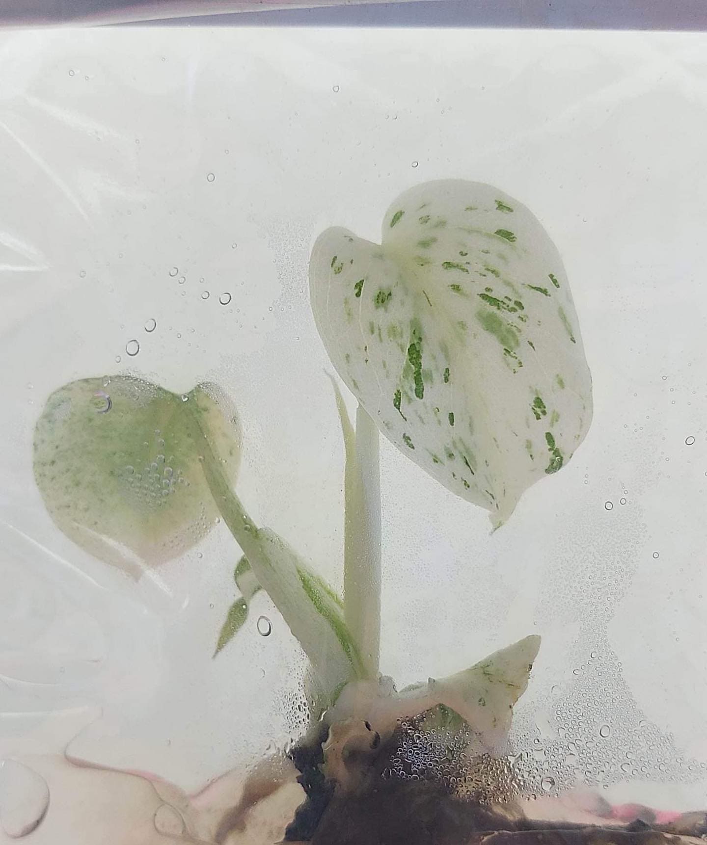 Tissue Culture - Monstera Deliciosa Mint Variegated from Thailand