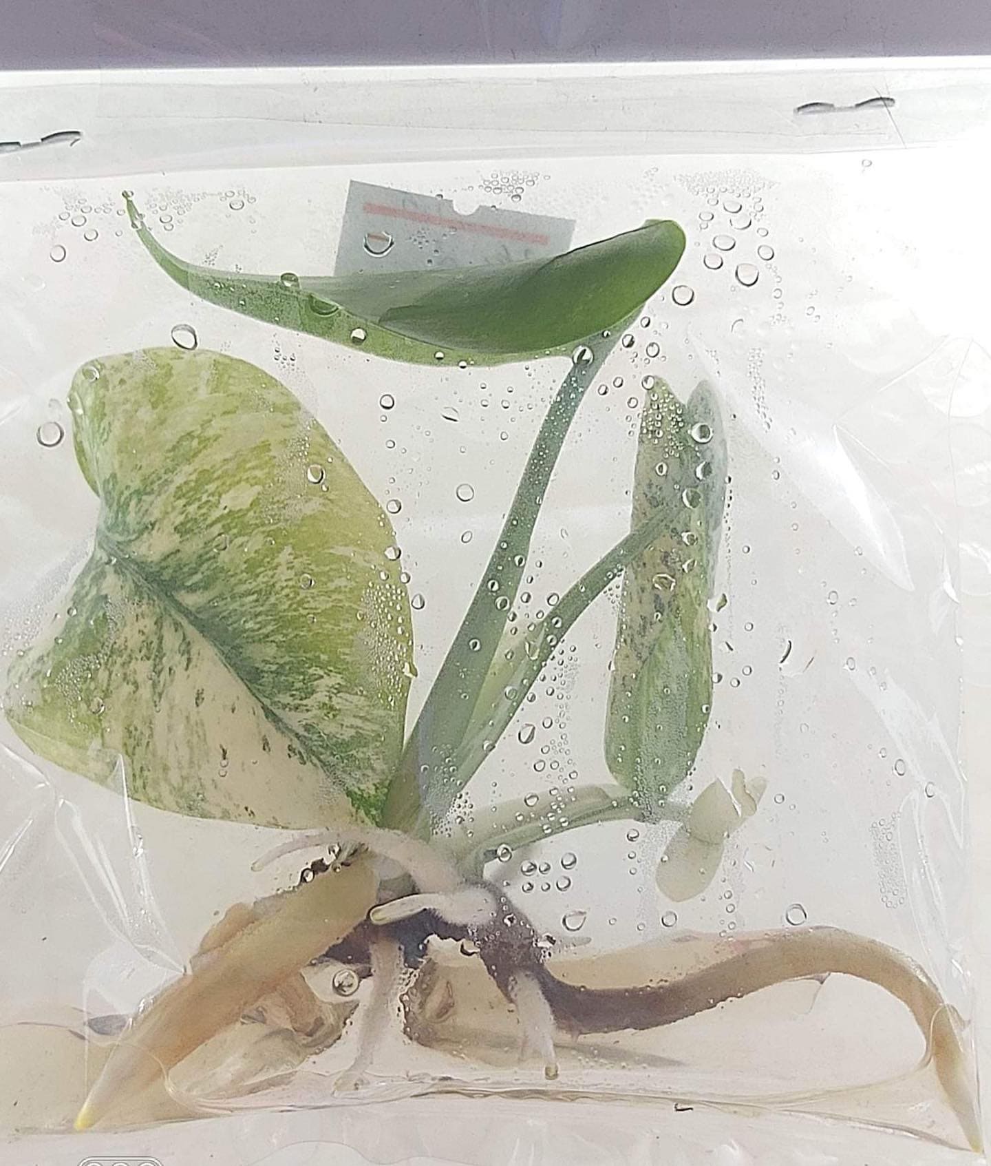 Tissue Culture - Monstera Deliciosa Mint Variegated from Thailand 