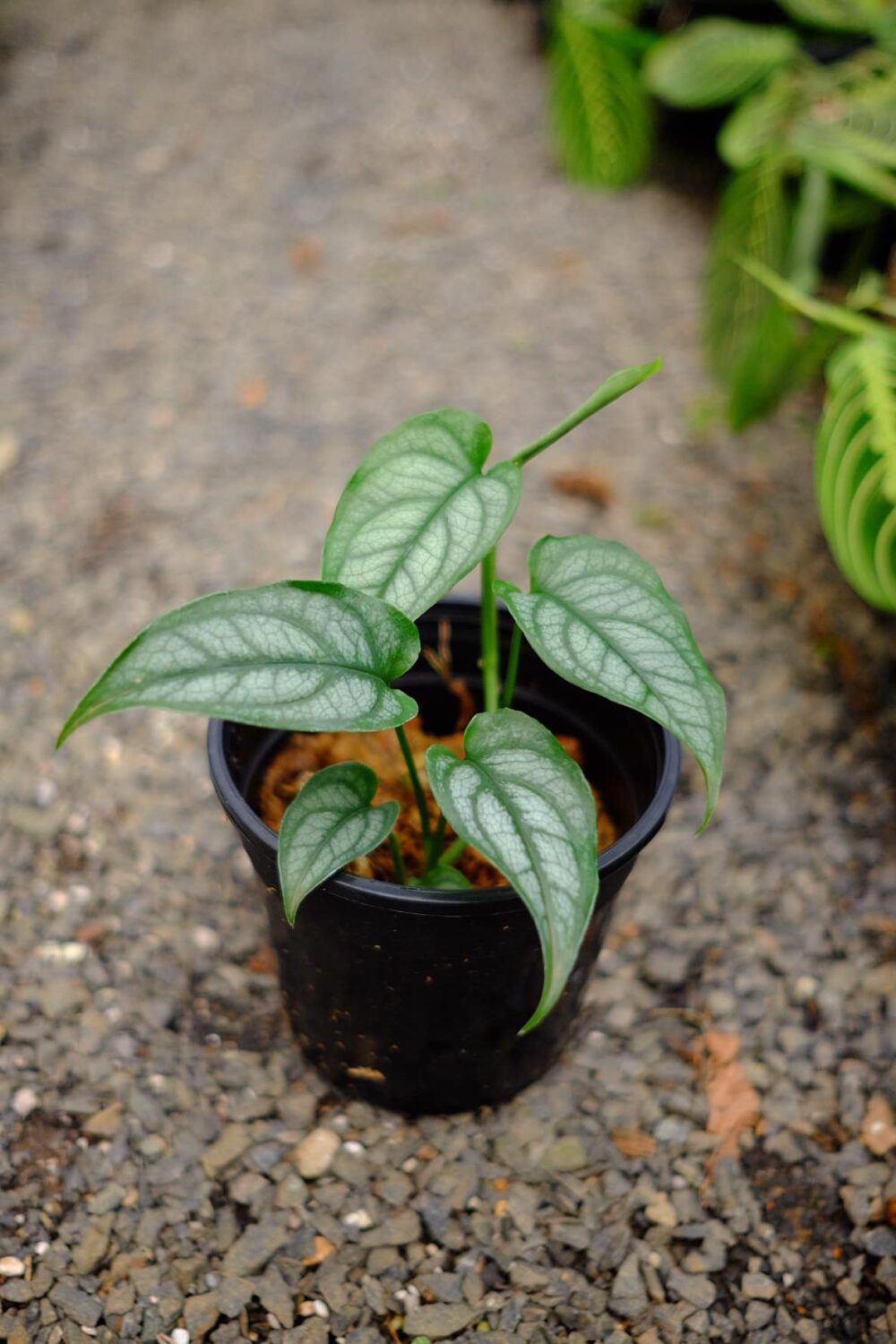 Monstera Siltepecana