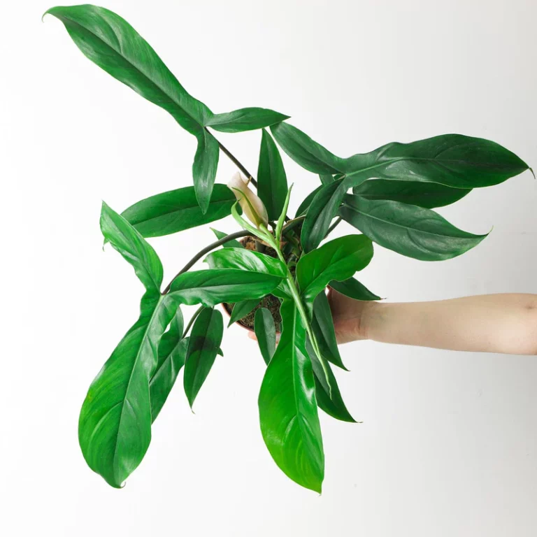 Philodendron 69686