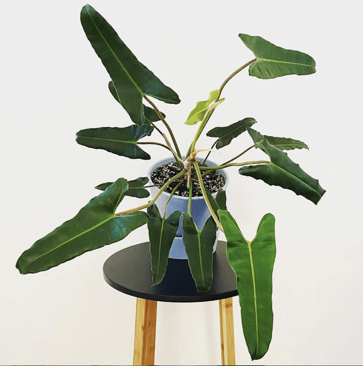 Philodendron Atabapoense