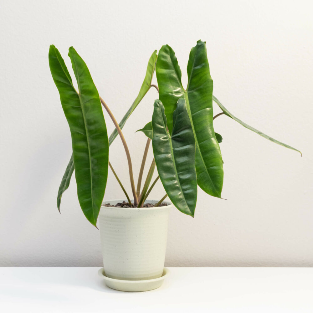 Philodendron Billietiae Care Guide: A Comprehensive Guide