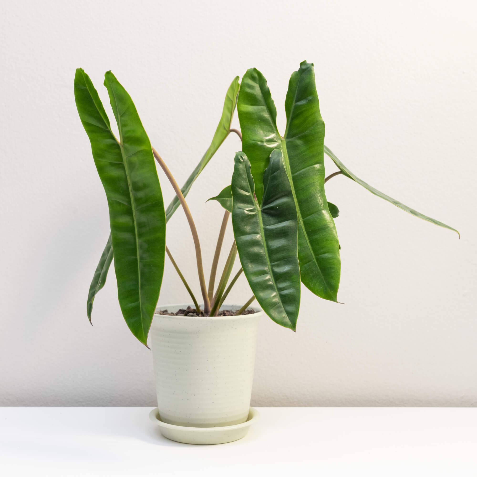 Philodendron Billietiae Care Guide: A Comprehensive Guide