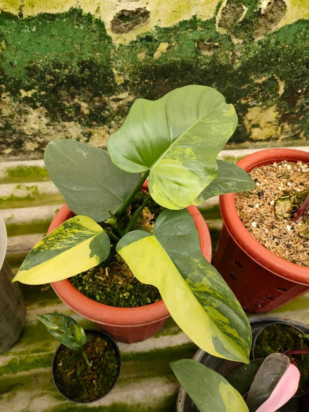 Philodendron Bipennifolium Variegated