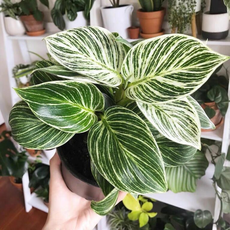 Philodendron Birkin