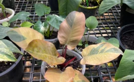 Philodendron Black Cardinal Variegated: A Comprehensive Guide