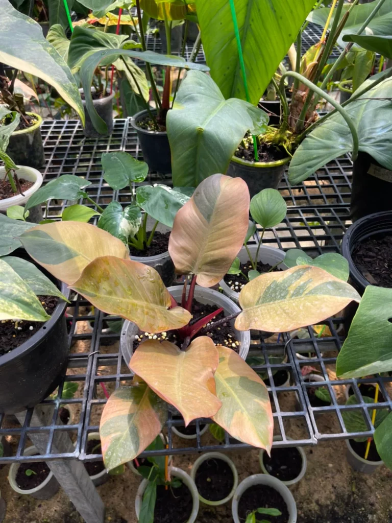 Philodendron Black Cardinal Variegated