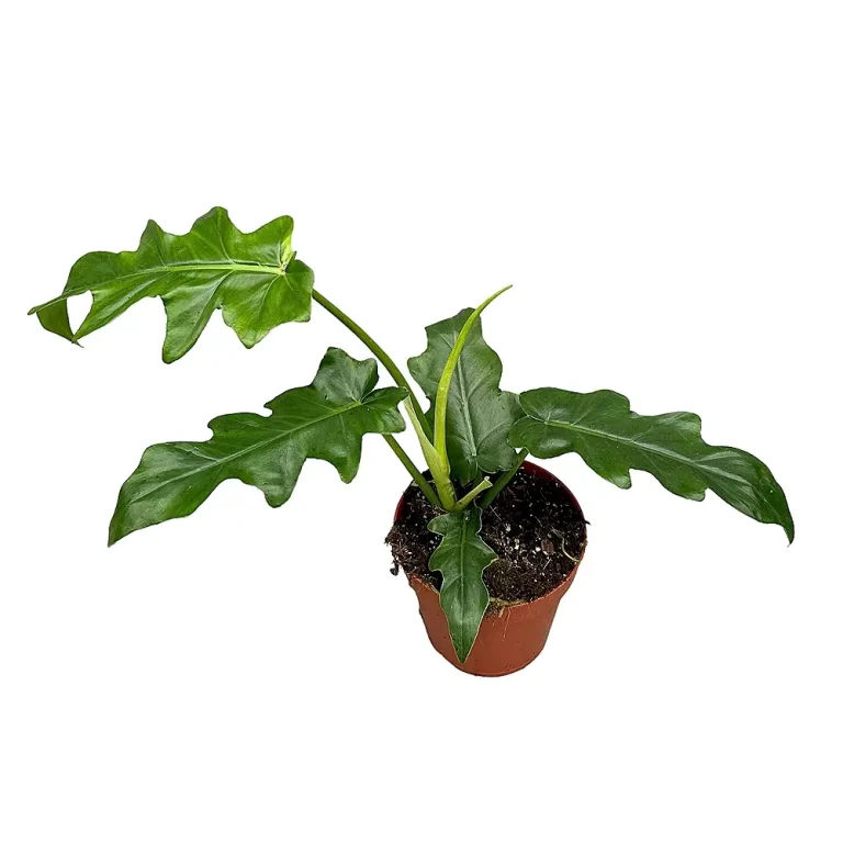 Philodendron ‘Bob Cee’: Identity, Form & Care