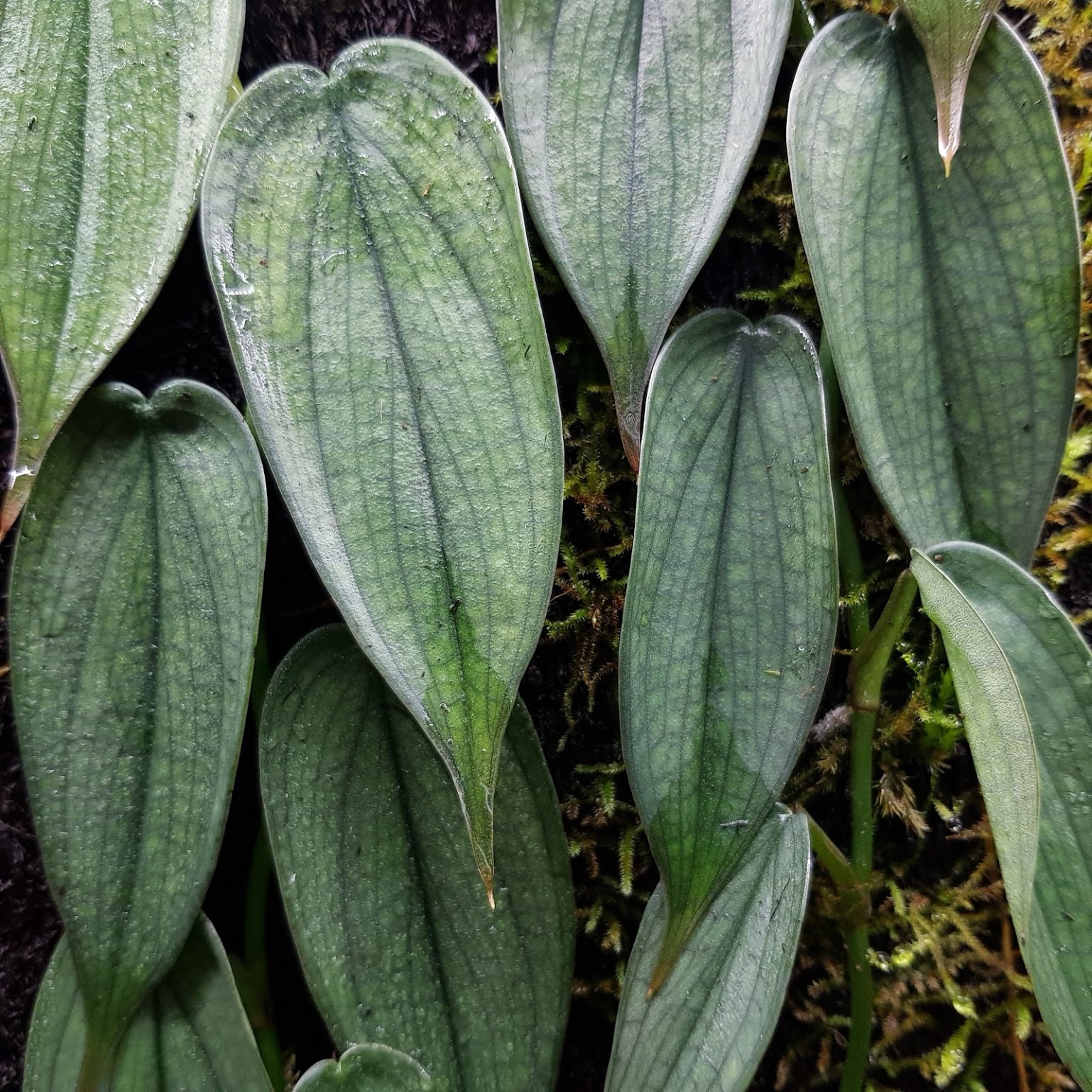 Philodendron Burle Marx Fantasy