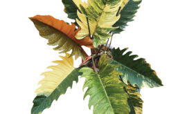 Philodendron Caramel Marble Variegated: A Comprehensive Guide