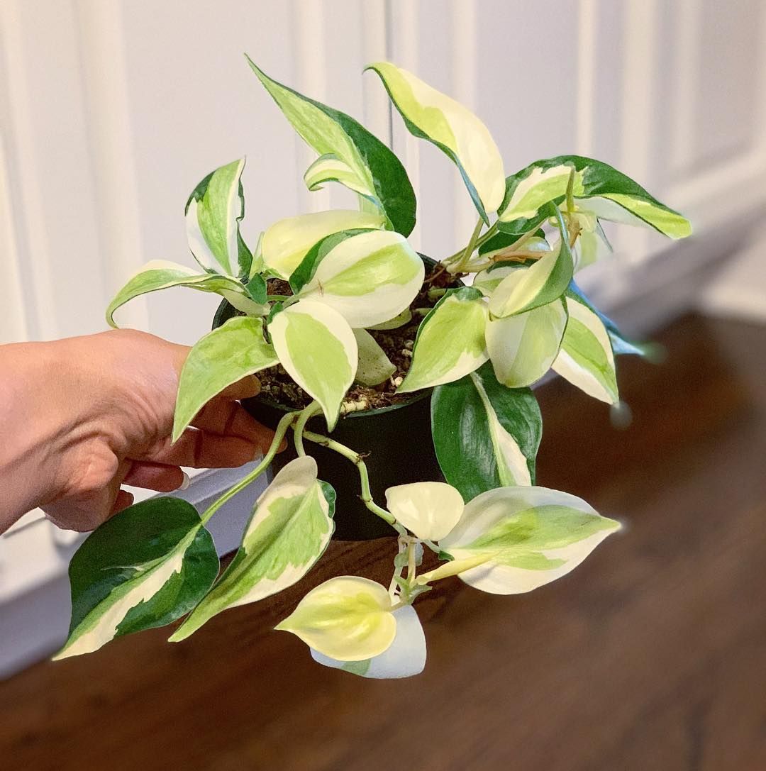 Philodendron Cream Splash