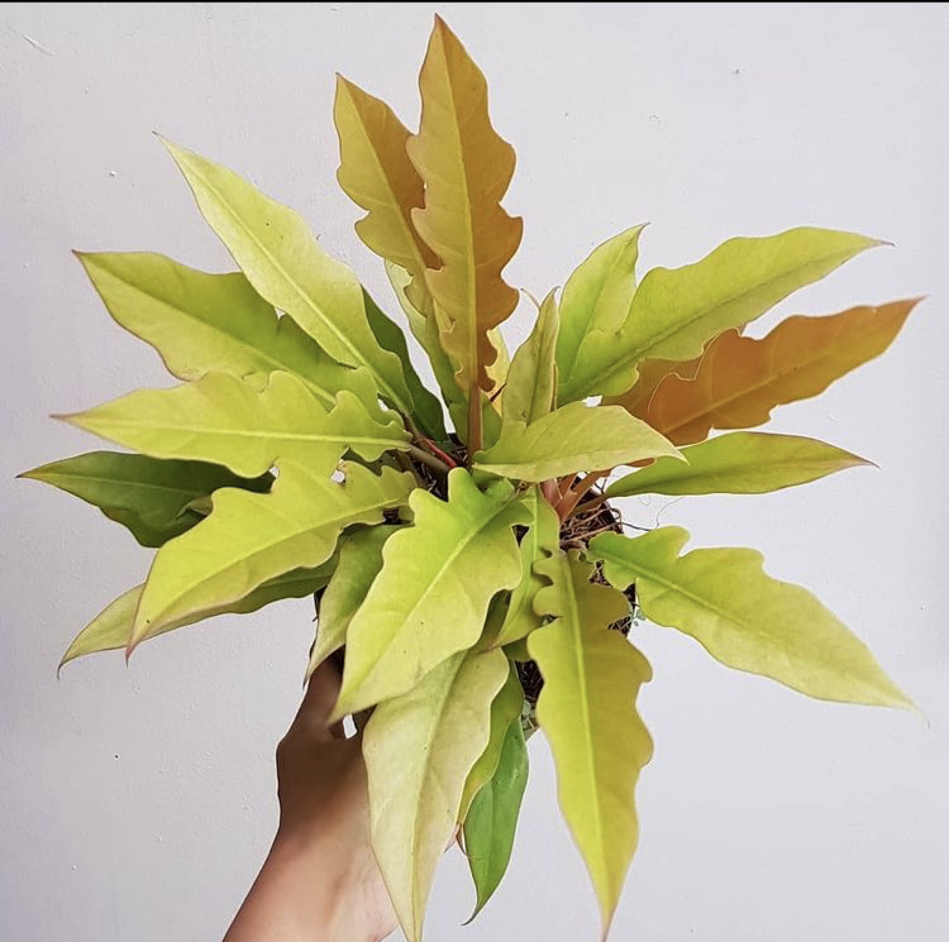 Philodendron Crocodile Golden Saw