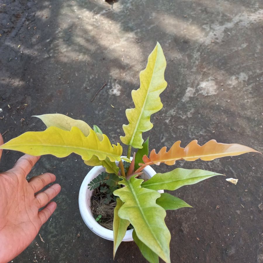 Philodendron Crocodile Golden Saw