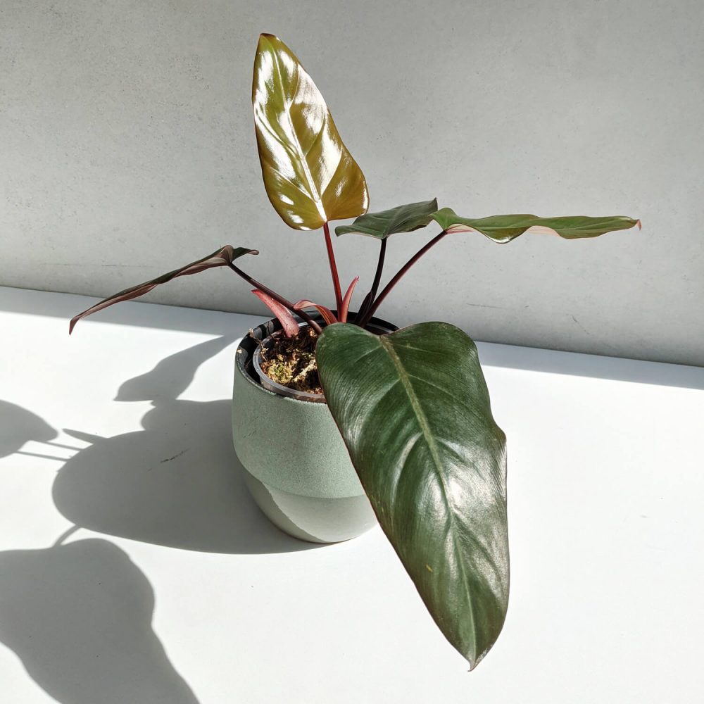 4 MustSee Philodendron Dark Lord Varieties for Enthusiasts
