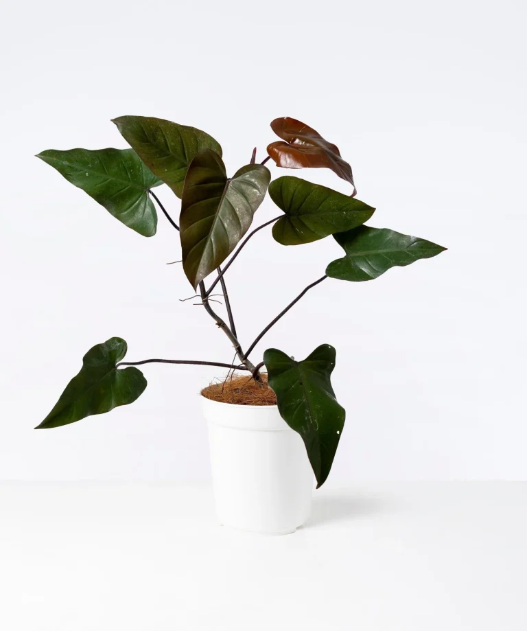 Philodendron Dark Lord: Identity, Color & Care